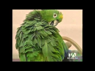 Un loro encontrado al sur de Quito fue entregado a personal de Medio Ambiente