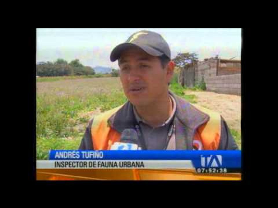 Perros que atemorizaban a los moradores de Llano Grande fueron retirados