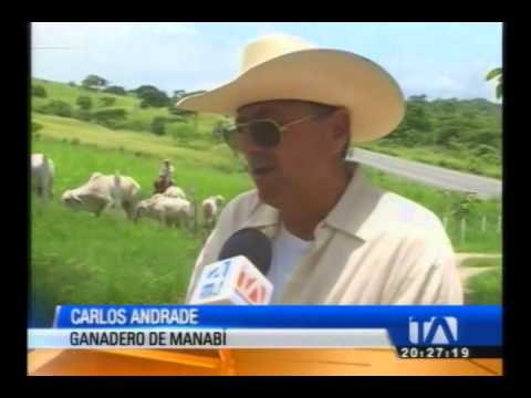Ganaderos manabitas estás preocupados por la sequía