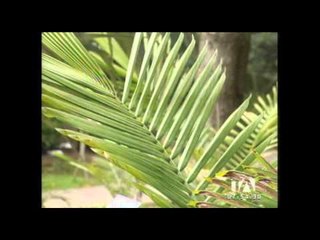 La palma de cera está en peligro de extinción