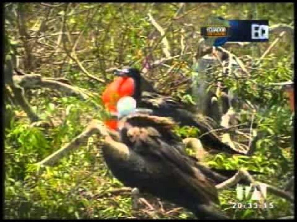 La Isla d la Plata es uno de los mejores destinos para turismo de aventura