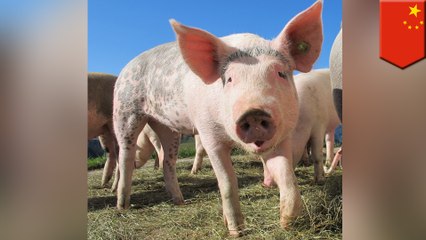 China ditching fatty meat for beefed-up pork