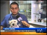 Campaña de vacunación y esterilización de mascotas en Quito