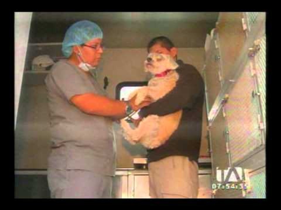 Protección Animal Ecuador promueve campañas de esterilización a mascotas