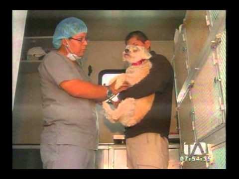 Protección Animal Ecuador promueve campañas de esterilización a mascotas