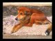 "Fondo Animal", una organización dedicada al rescate de perros maltratados
