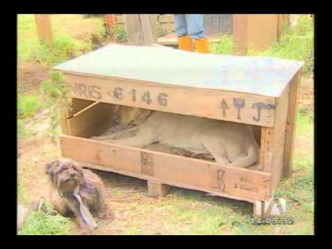 Una persona alberga más de 20 perros callejeros