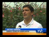 Las flores ecuatorianas cada vez más valoradas en el mundo