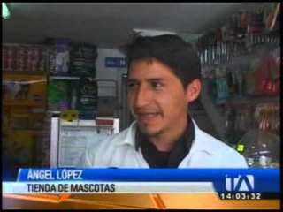 Se intensifica la producción de hamsters en Patate