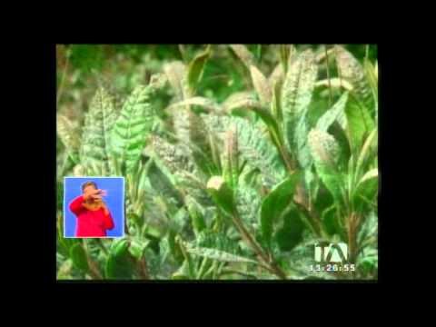 Ceniza del volcán Tungurahua afecta a poblaciones aledañas