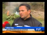 Autoridades destruyen plantas de amapola