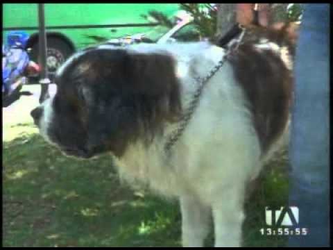 Inicia campaña de esterilización de mascotas