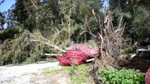 Bodrum'da ağaçlar devrildi (2) - MUĞLA