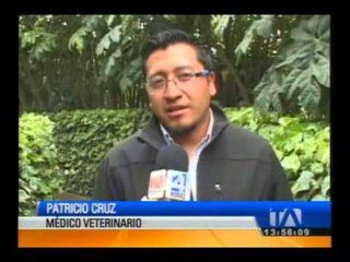 Cotopaxi: Nacen dos venados gemelos