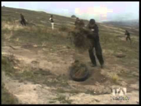 1200 plantas de amapola fueron destruidas en Salcedo