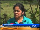 Plaga afecta a las plantaciones de Puyango