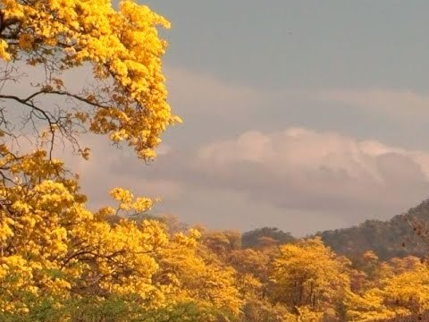 Florecimiento de los Guayacanes - Ecuador por Dentro - Teleamazonas
