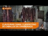 Clausuran camal clandestino de caballos en Chimborazo