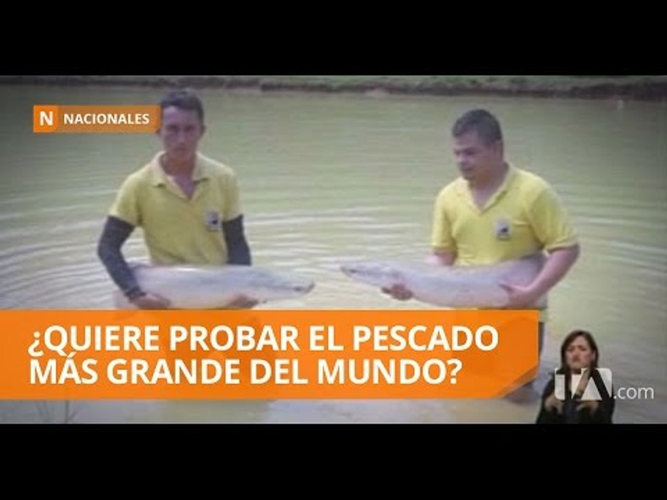 Festival gastronómico del Paiche para probar el pescado más grande