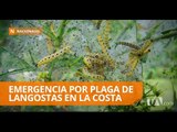 Plaga amenaza cultivos en cuatro provincias - Teleamazonas