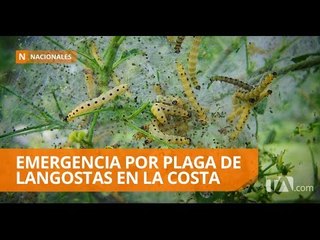 Скачать видео: Plaga amenaza cultivos en cuatro provincias - Teleamazonas