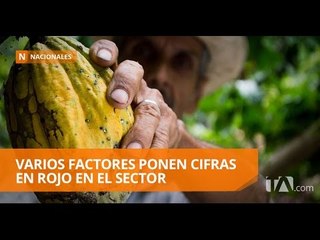 Sector cacaotero está en crisis - Teleamazonas