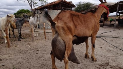 Her Sağımda 10 Litre Süt Veren Keçi