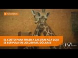 Llegada de pareja de jirafas a Loja causa malestar a defensores de animales