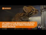Un tigrillo fue rescatado en el Puyo cuando intentaban venderlo en redes sociales