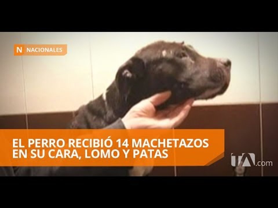 Perro que fue atacado por hombre a machetazos fue rescatado
