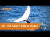 Ballena viró pesquero con cinco tripulantes en alta mar - Teleamazonas