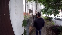 Homem é peso por maus-tratos de cães em bairro de Curitiba