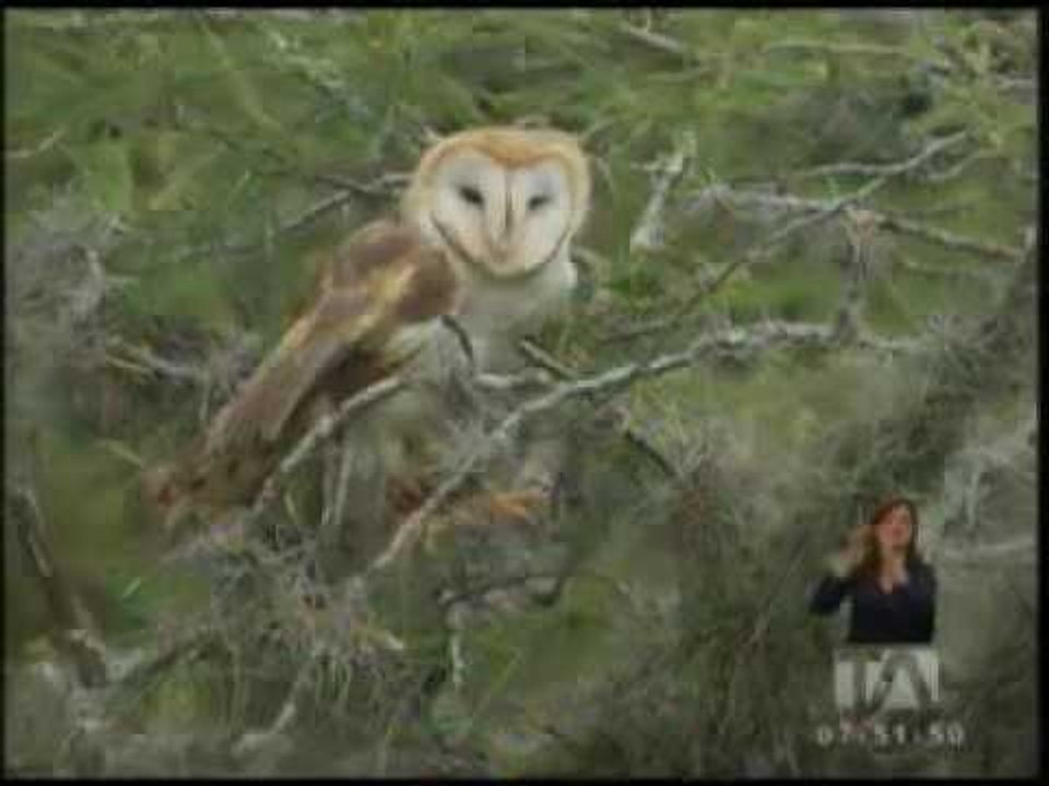 Demostración de aves rapaces en el Zoológico de Guayllabamba - Teleamazonas
