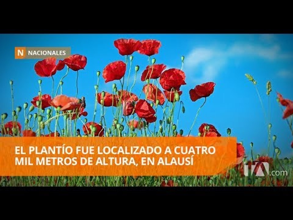 Personal militar destruye plantas de amapola ...