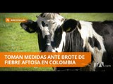 Ecuador cierra el cerco de prevención contra la fiebre Aftosa - Teleamazonas