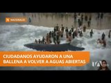 Ballena varada en Punta Carnero fue devuelta al mar - Teleamazonas