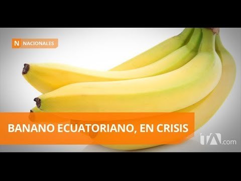 Productores bananeros piden apoyo al Gobierno - Teleamazonas