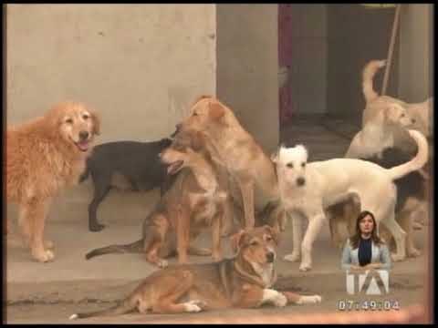 Refugio de perros fue clausurado en Calderón