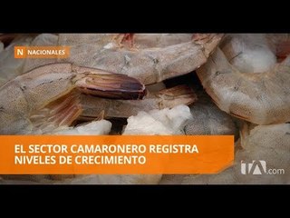 Video herunterladen: El sector camaronero es el único gremio con crecimiento - Teleamazonas