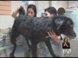 Tras denuncias se logró rescatar a perros maltratados en Ambato
