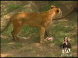 Familia de cuatro leones es el atractivo del zoológico de Guayllabamba