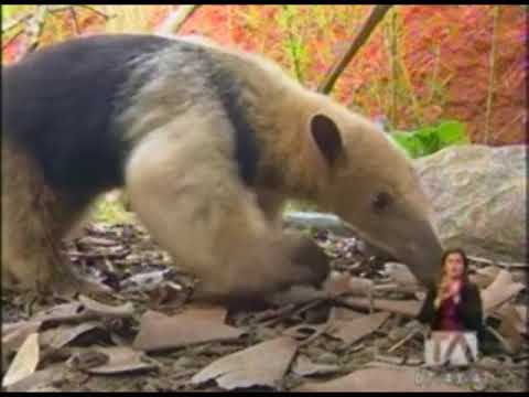 Tres mil animales silvestres fueron rescatados del tráfico ilegal