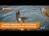Especies protegidas, amenazadas por arte de pesca cuestionado - Teleamazonas
