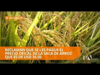 Arroceros dicen que solo les pagan 20 dolares por saca de arroz - Teleamazonas