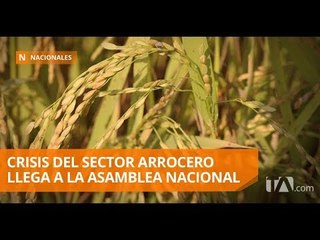 Tải video: Comisión de Fiscalización trata la crisis del sector arrocero - Teleamazonas