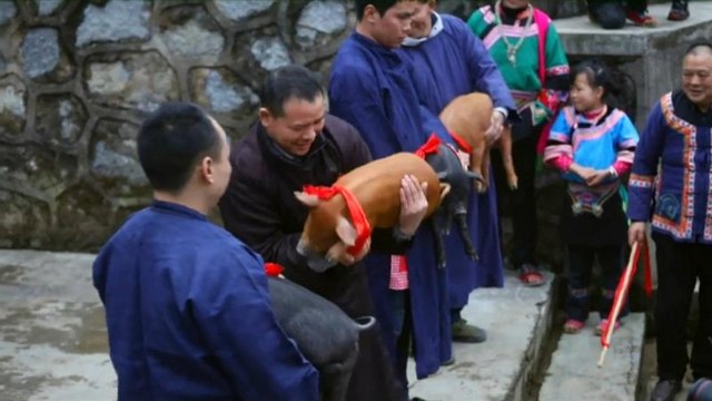 Une course de cochons pour fêter le nouvel an Chinois