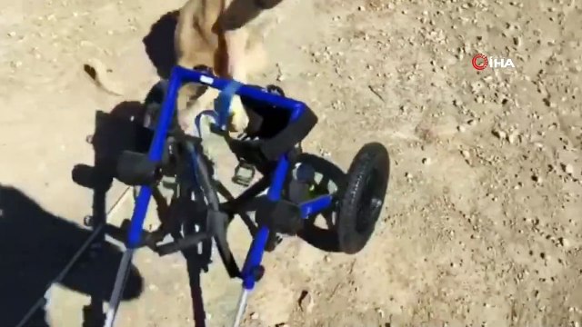 Aracın çarpıp sakat bıraktığı köpek, 2 yıl sonra özgürlüğe koştu