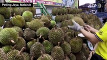 L'appétit chinois pour le durian menace les forêts de Malaisie