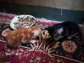 Little Twins Kitties Eat Chicken Bones For First Time