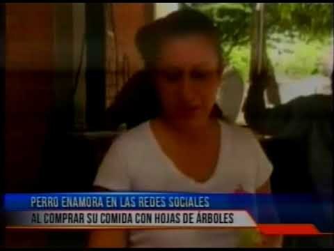 Perro paga con hojas de árboles para obtener comida